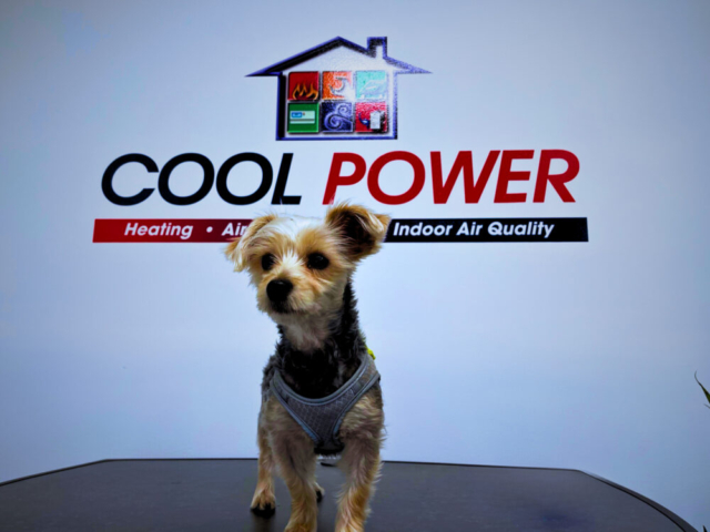 Keep your Pets Cool and Comfortable With Cool Power 1000x750